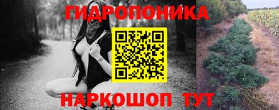 шишки Будённовск